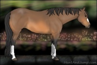 Horse Color:Buckskin 