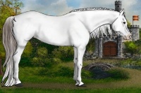Horse Color:Liver Chestnut Near Leopard 