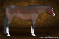 Horse Color:Bay Sabino 