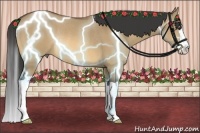 Horse Color:Buckskin Dun Splash Rabicano