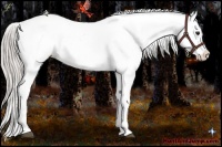 Horse Color:Silver Bay Dun Appaloosa 