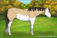 Horse Color:Buckskin Roan Dun Splash