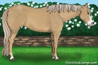 Horse Color:Palomino Sabino