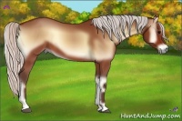 Horse Color:Silver Bay Onyx 