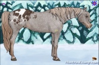 Horse Color:Liver Chestnut Appaloosa