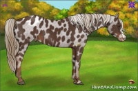 Horse Color:Liver Chestnut Appaloosa 