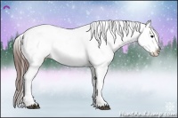 Horse Color:Brown Appaloosa 