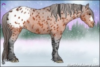Horse Color:Brown Appaloosa