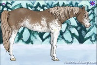Horse Color:White Spotted Chocolate Palomino
