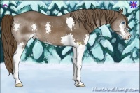 Horse Color:Liver Chestnut Splash 