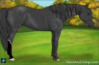 Horse Color:Smoky Black 