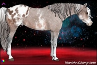Horse Color:White Spotted Bay Splash Appaloosa 