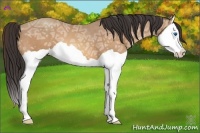 Horse Color:Amber Champagne Ice Splash 