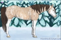 Horse Color:Amber Champagne Ice Splash 