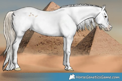 Horse Color:White Spotted Chocolate Palomino Onyx Sabino Appaloosa 