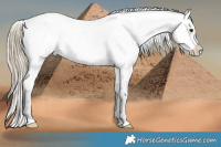 Horse Color:White Spotted Chocolate Palomino Onyx Sabino Appaloosa 