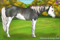 Horse Color:Liver Chestnut Splash Rabicano 