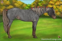 Horse Color:Liver Red Roan Appaloosa 