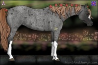Horse Color:Liver Red Roan 