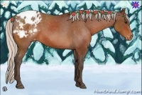 Horse Color:Silver Bay Appaloosa 