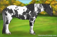 Horse Color:White Spotted Black 