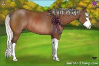 Horse Color:Silver Bay Sabino Splash Rabicano