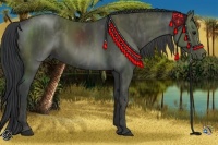 Horse Color:Black  Brindle
