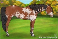 Horse Color:Bay Ice 