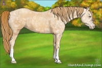 Horse Color:Gold Champagne Ice