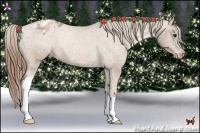 Horse Color:Black Pearl Appaloosa Rabicano