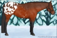 Horse Color:Brown Appaloosa