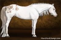 Horse Color:White Spotted Liver Chestnut Pearl Sabino Appaloosa