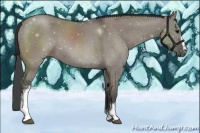 Horse Color:White Spotted Smoky Grullo 