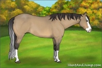 Horse Color:Buckskin Roan Dun Splash 