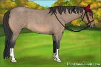 Horse Color:Buckskin Roan 