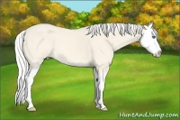 Horse Color:Silver Perlino Roan Dun Splash