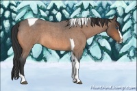 Horse Color:Buckskin Roan Splash Tobiano