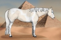 Horse Color:Silver Perlino Splash Tobiano 