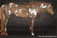 Horse Color:White Spotted Chestnut 