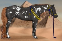 Horse Color:White Spotted Liver Chestnut Sabino 