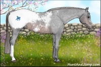 Horse Color:Brown Appaloosa 