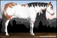 Horse Color:White Spotted Bay Sabino Frame 