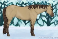 Horse Color:Liver Red Dun 