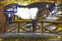 Horse Color:Liver Chestnut Frame