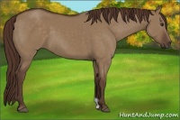 Horse Color:Liver Red Dun 