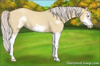 Horse Color:Silver Classic Champagne Roan Dun Splash Frame