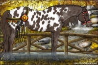 Horse Color:Liver Chestnut Appaloosa 