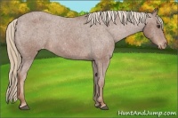Horse Color:Chestnut Appaloosa