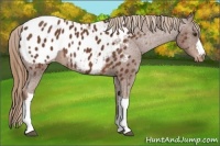 Horse Color:Chestnut Appaloosa 