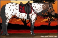 Horse Color:Bay Near Leopard 